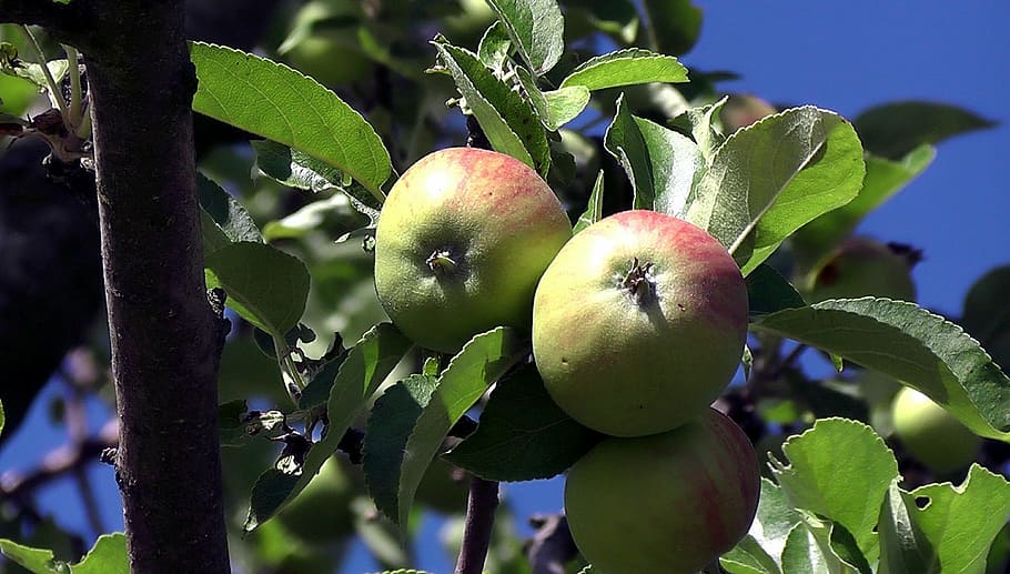 apple, fruit, vitamins, healthy, food, fruits, apple tree, nature HD wallpaper
