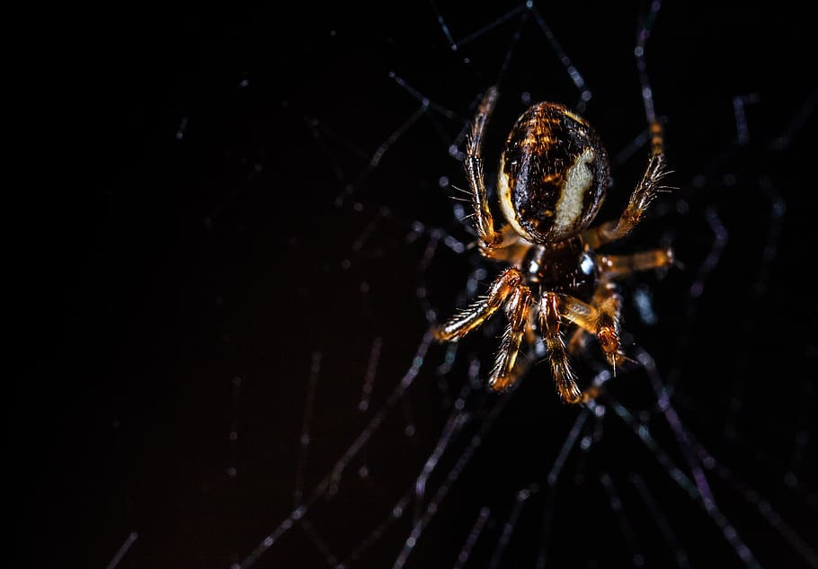 macro, arachnids, spider, spider web, one animal, invertebrate HD wallpaper