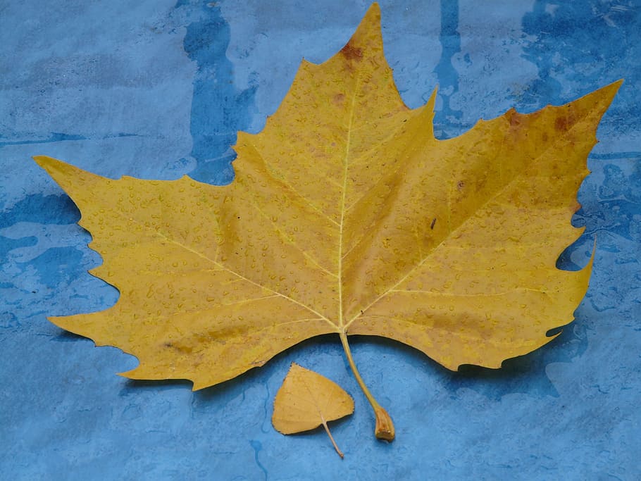 leaves, size comparison, autumn, fall foliage, maple leaf, yellow HD wallpaper