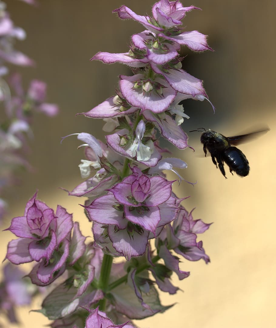 bee, flight, pollination, insecta, flower, nature, close-up HD wallpaper