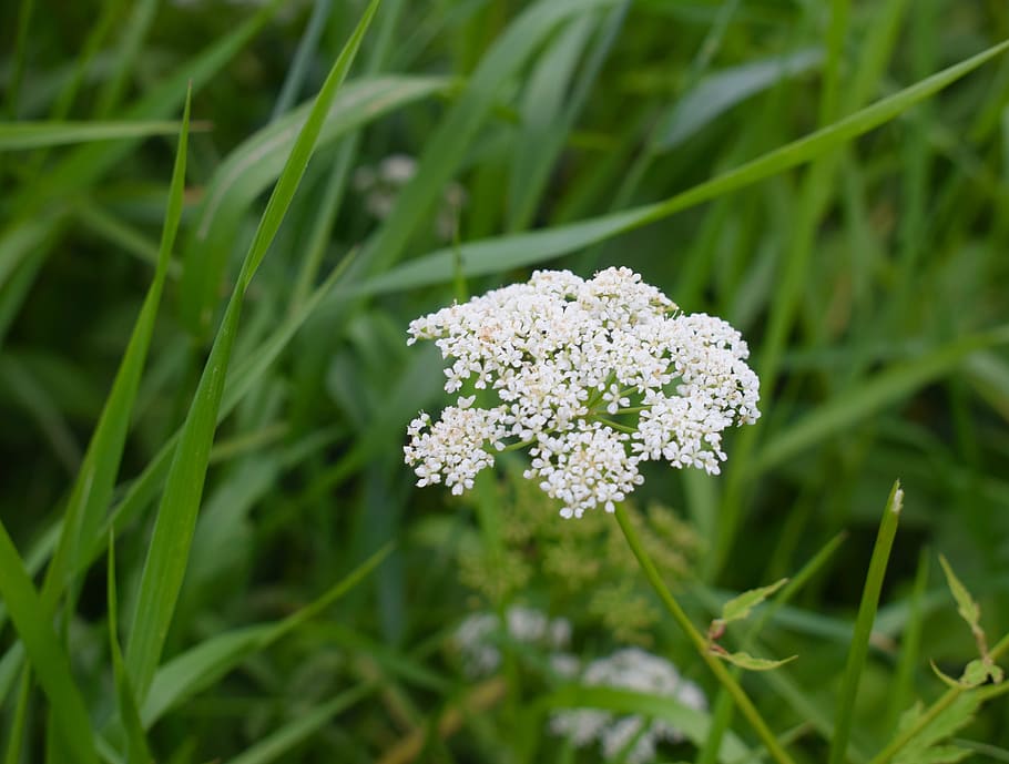 grass, wildflowers, bright, meadow, summer, bloom, green, plant HD wallpaper