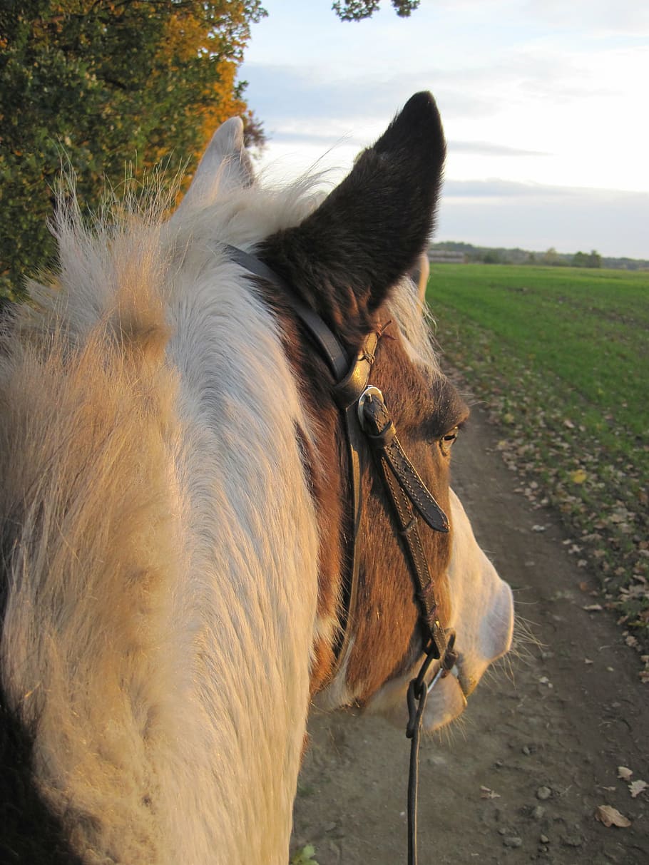 horse, pony, pinto, white, brown, horse head, portrait, ride, HD wallpaper