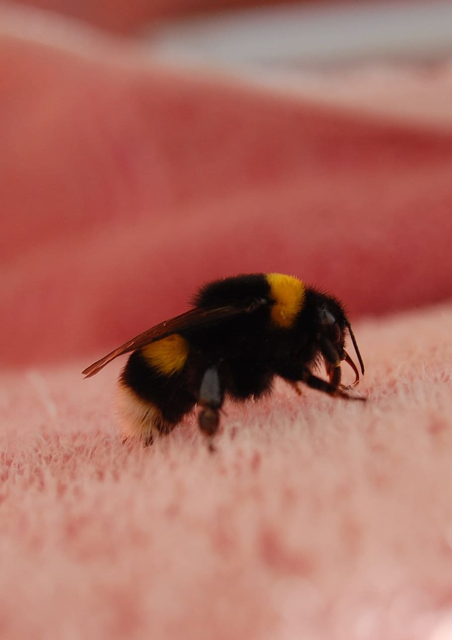bumblebee, insect, macro, pollen, bug, striped, fauna, invertebrate HD wallpaper