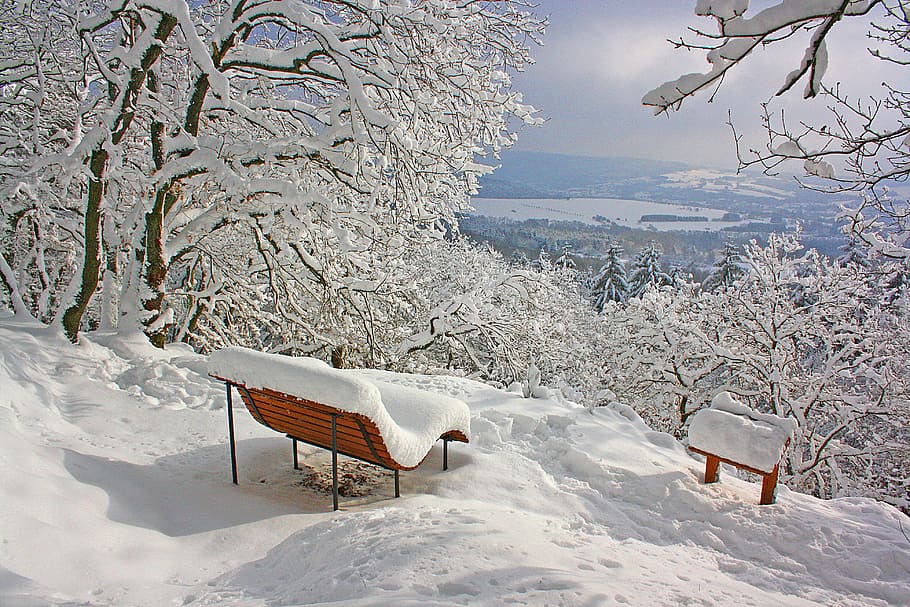 bench covered with snow near bare trees at daytime, winter, cold