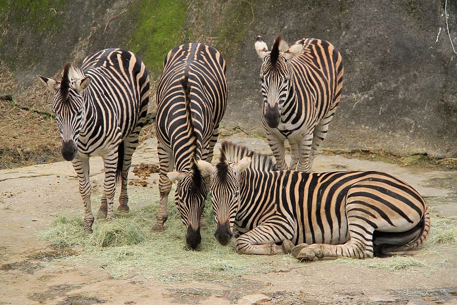 Zebra, Stripes, Black, White, White, Mane, four, companion HD wallpaper