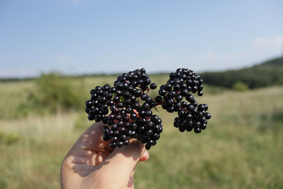 berries, black, ebulus, ripe, sambucus, fruit, plants, human hand HD wallpaper