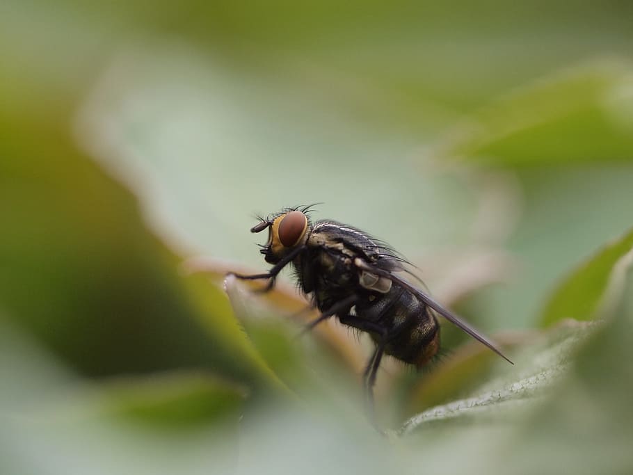 black and brown fly on green leaf, black and yellow horse fly on green leaf HD wallpaper
