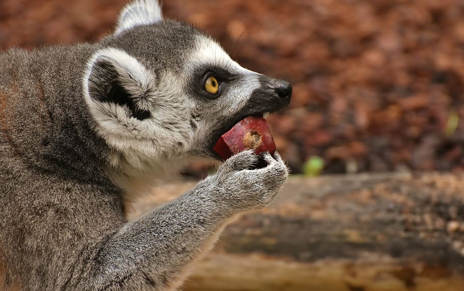 leemer eating fruit, monkey, lemur, cute, zoo, äffchen, sweet, HD wallpaper