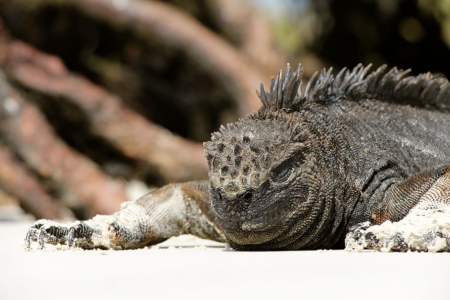 closeup photo of gray iguana, grey and black iguana, shallow focus HD wallpaper