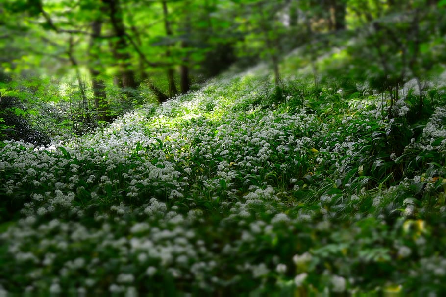green plant during daytime, focus photo of green and white flowers in the forest at daytie HD wallpaper