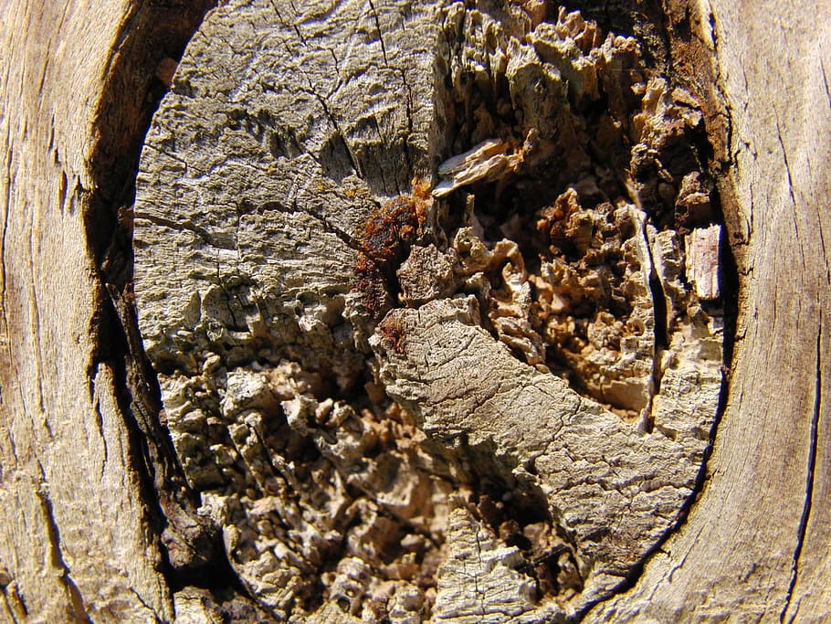 texture, tree, knot, wood, pattern, nature, old, wooden, brown HD wallpaper