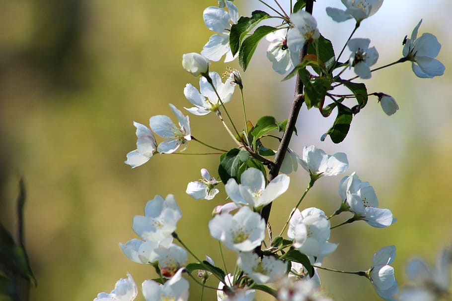 flower, bloom, blue, flowering plant, beauty in nature, freshness HD wallpaper
