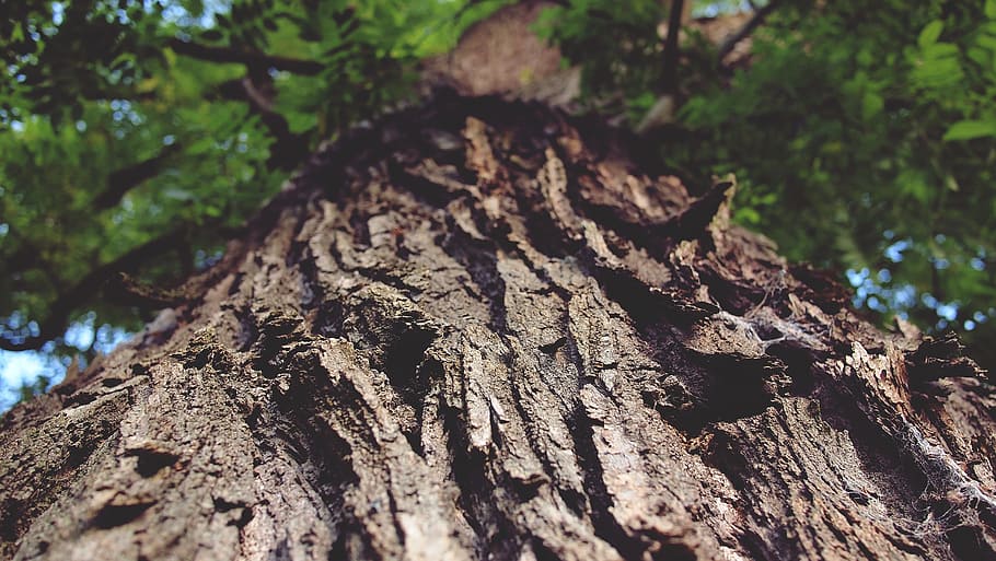 tree trunk, bark, nature, plant, growth, forest, focus on foreground HD wallpaper