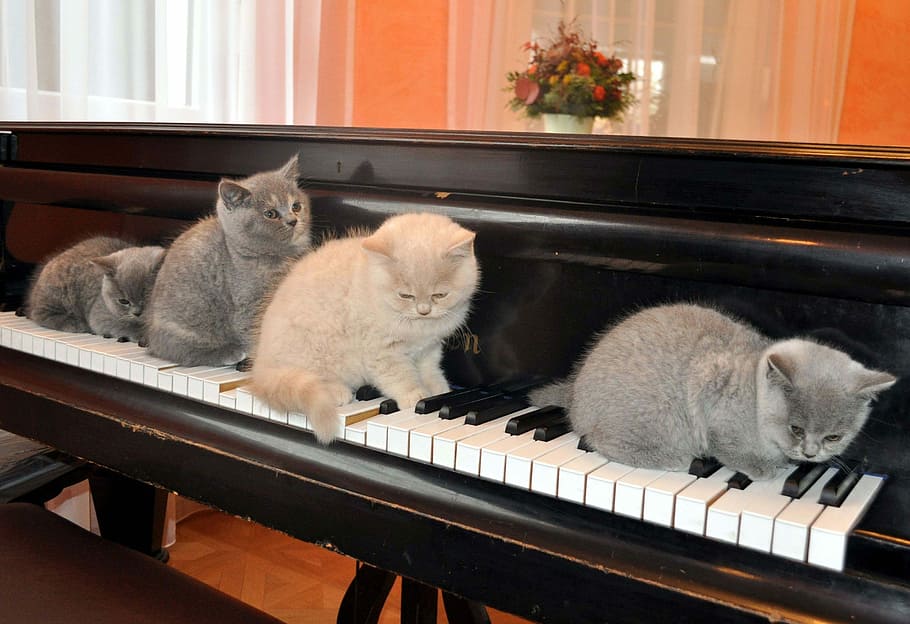 three Russian Blue cats and one orange Tabby cat on wooden piano, HD wallpaper