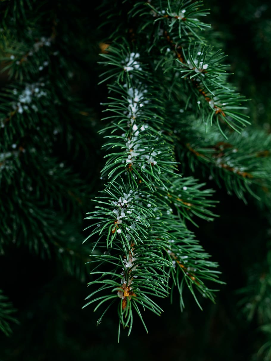 close-up photography of pine tree, photography of pine tree with snow HD wallpaper