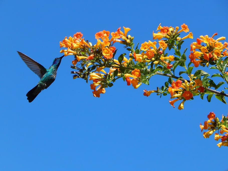 nature, tree, flower, branch, leaf, blue, sky, animal, animal themes HD wallpaper
