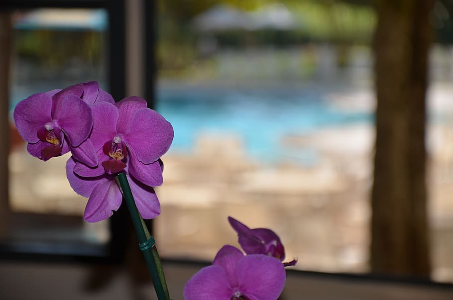flower, window, orquidea, flowering plant, vulnerability, fragility HD wallpaper