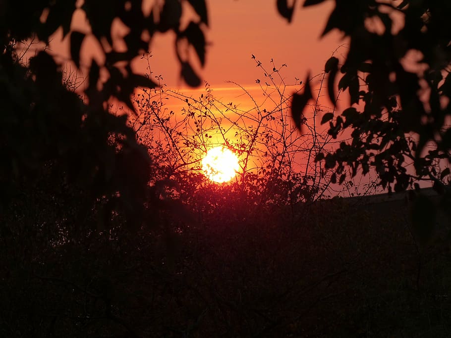 sunset, namibia, mood, bushes, sky, silhouette, tree, beauty in nature HD wallpaper