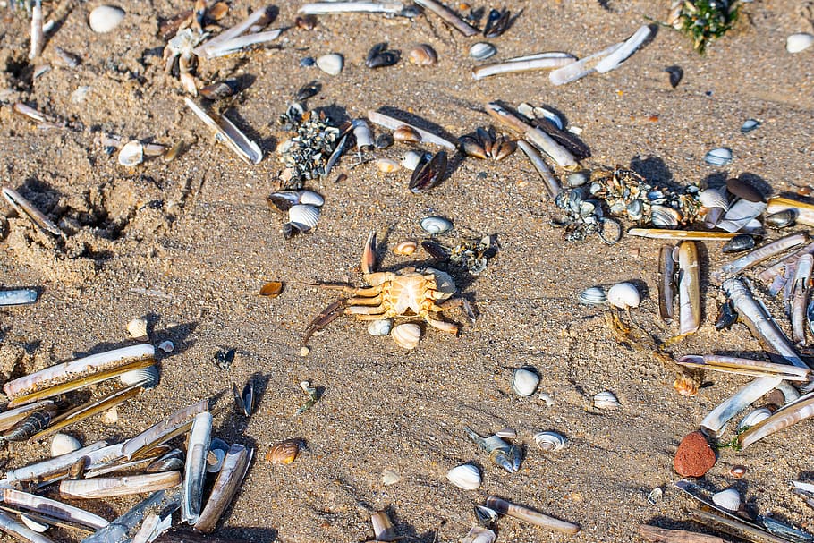 shell, shells, sand, beach, sea, nature, coast, seashell, crab HD wallpaper