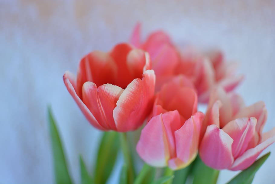 Flowers, Tulip, Spring, bright, handsomely, nature, bouquet HD wallpaper