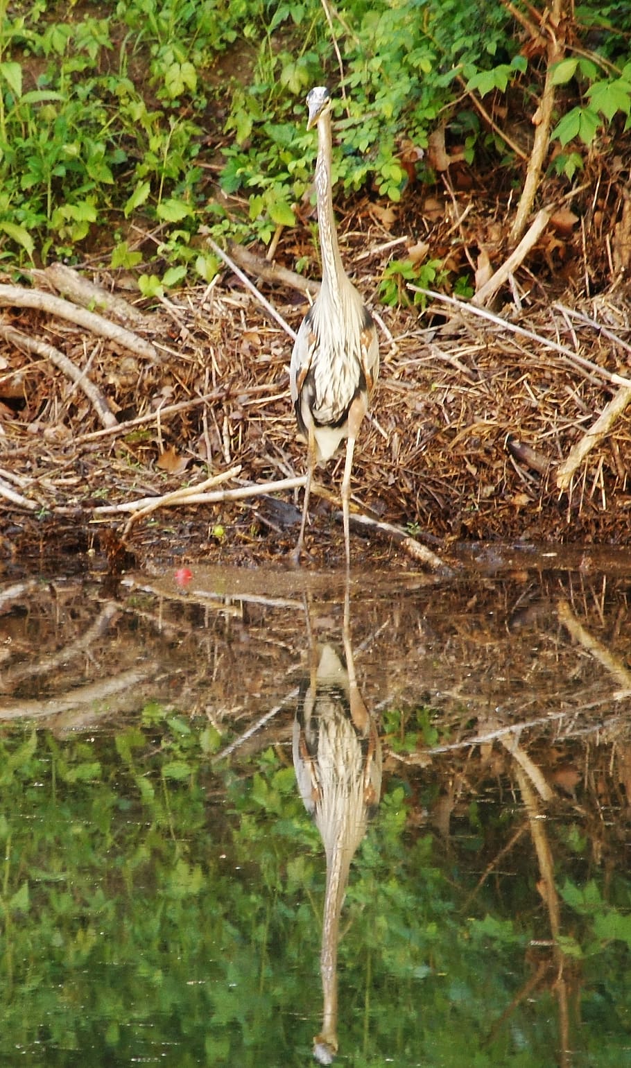 heron, reflection, bird, fly, wings, feather, wildlife, beak HD wallpaper