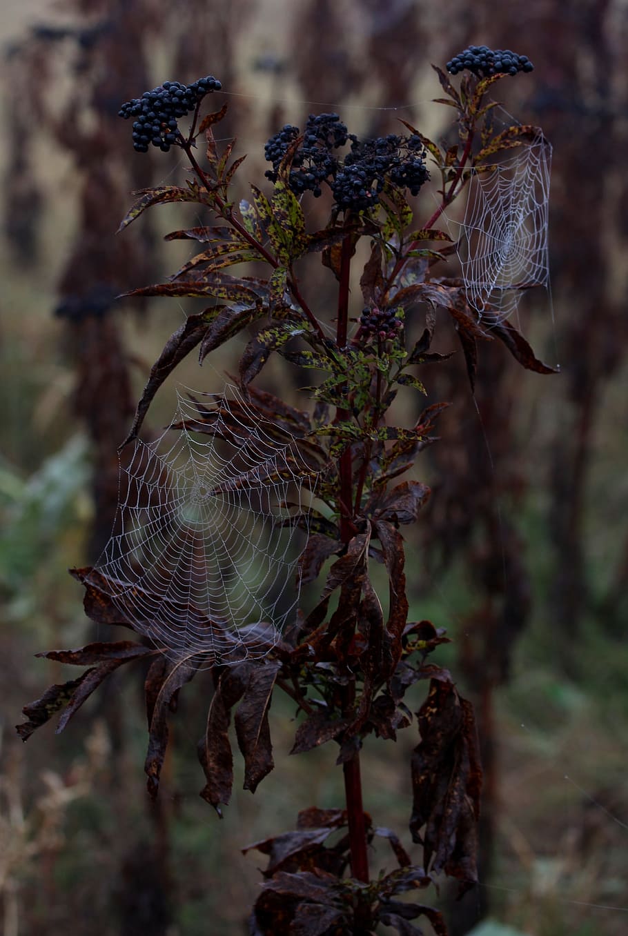 spider web, wet, hooked, place, dew, drops, nature, plant, focus on foreground HD wallpaper