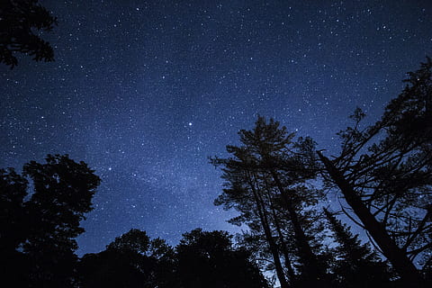 photo of trees and sky during night time, Milkyway Walk, forest HD wallpaper