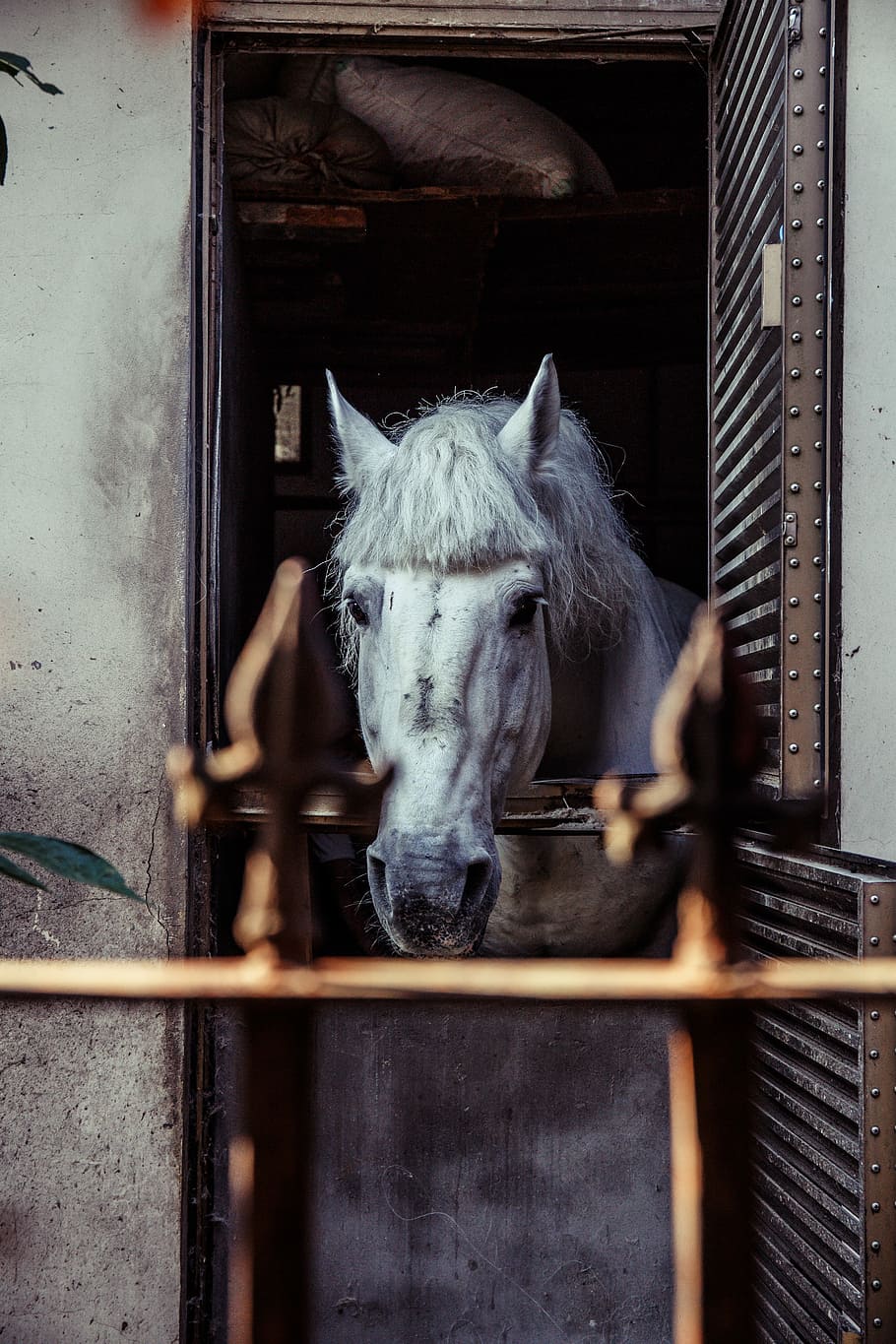 white horse peek on window, white horse leaning on stable fence HD wallpaper
