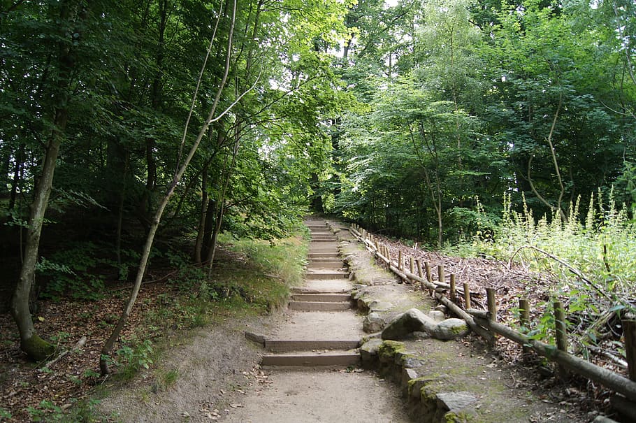 Forest, Away, Walk, Stairs, gradually, art, green, tree, nature HD wallpaper