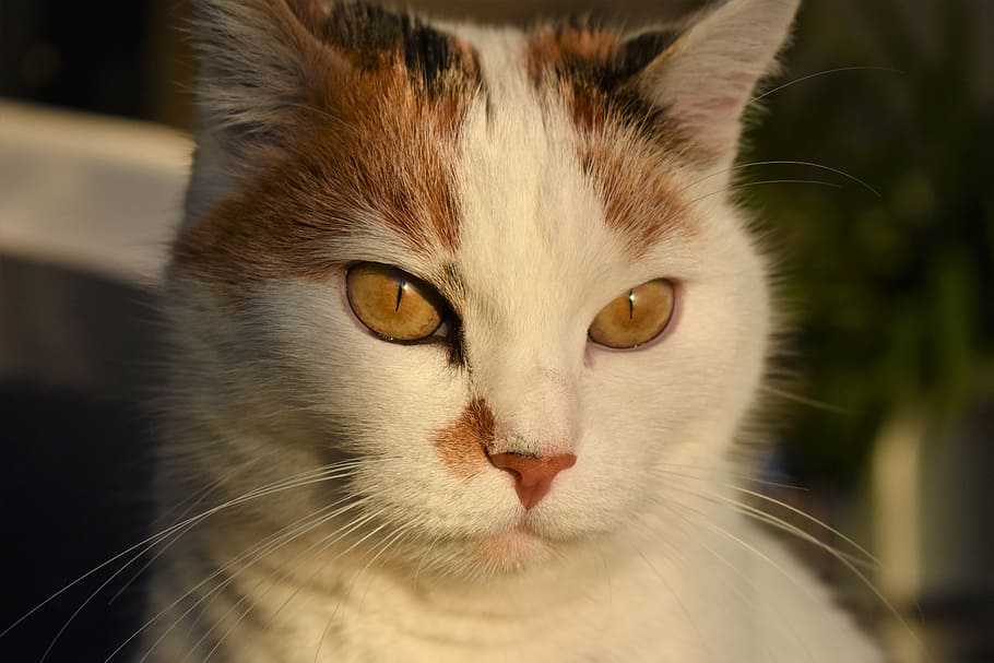 cat, white, animal, creature, pet, white cat, mieze, adidas HD wallpaper