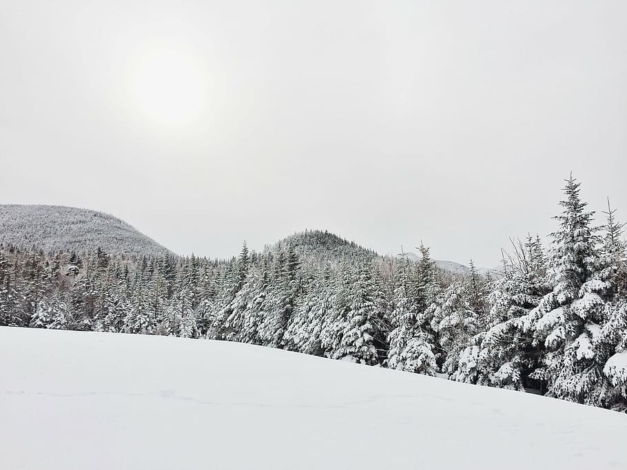 fir trees, forest, landscape, mountain, nature, pine trees HD wallpaper