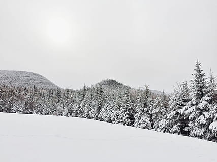 trees coated with snow at daytime, landscape photography of pine trees with snow HD wallpaper