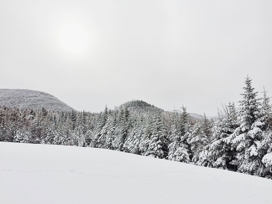 trees coated with snow at daytime, landscape photography of pine trees with snow HD wallpaper