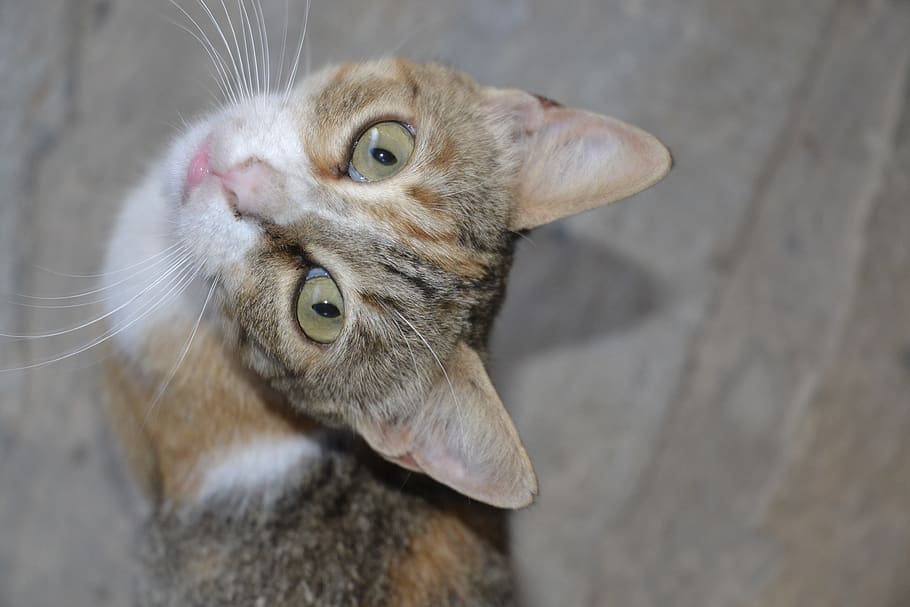 cat, looking up, animal themes, one animal, mammal, domestic cat HD wallpaper
