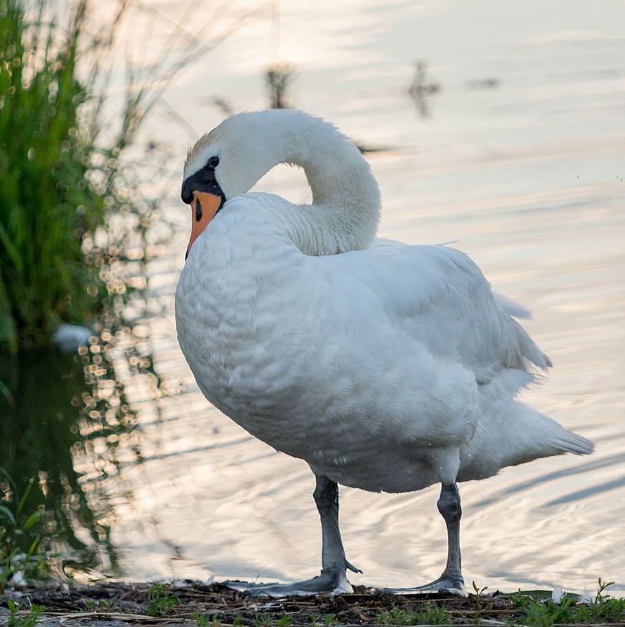 swan, young, white, pond, water, sun, morning, spring, summer HD wallpaper