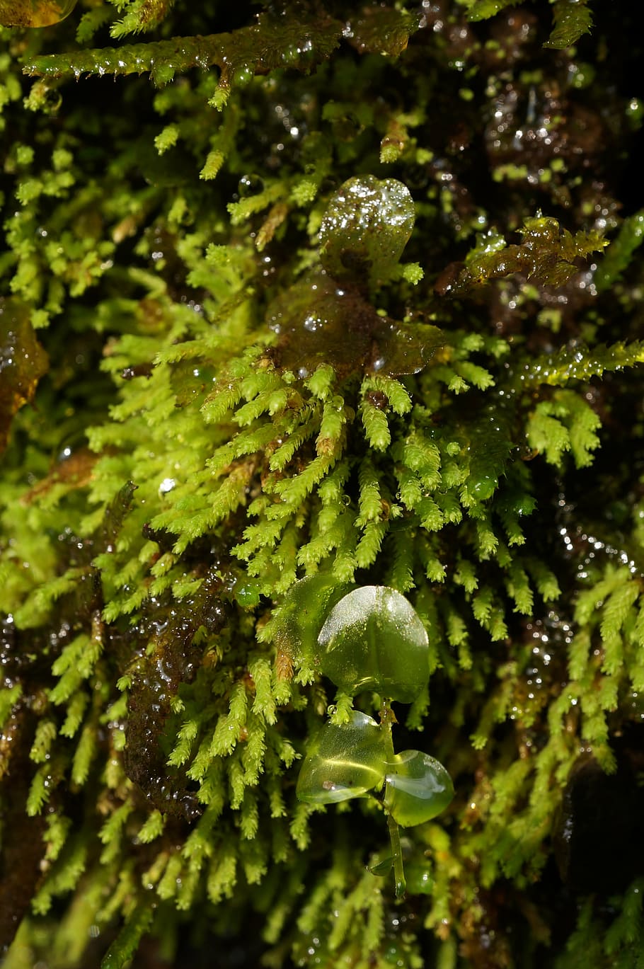 moss, natural, plant, growth, green color, beauty in nature HD wallpaper