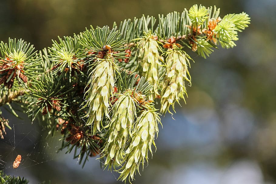 conifer, pine cones, young, green, spruce, tap, nature, tree HD wallpaper
