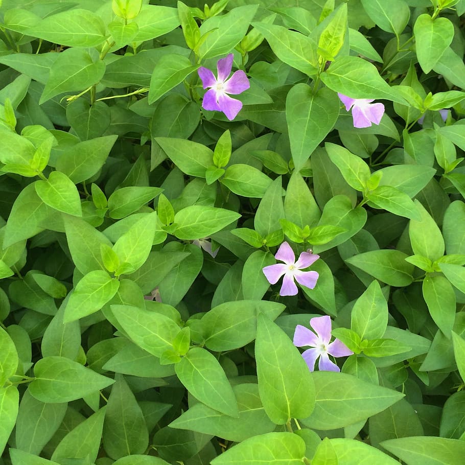 vine date date grass, vinca, floret, leaf, green, purple, aqueduct HD wallpaper