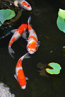 carp, fish, aquatic animals, water, swimming, animal wildlife HD wallpaper