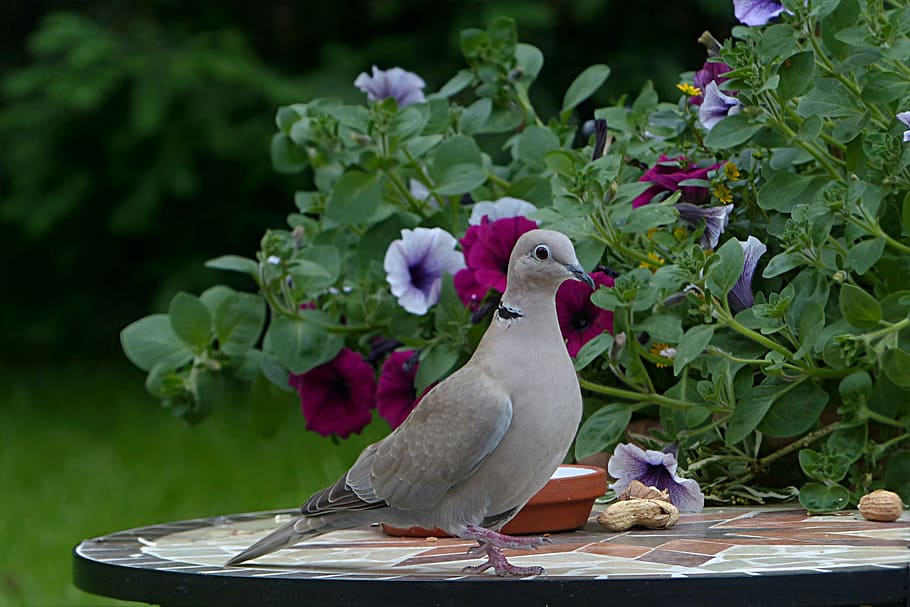 gray bird on black table, dove, collared, streptopelia decaocto, HD wallpaper