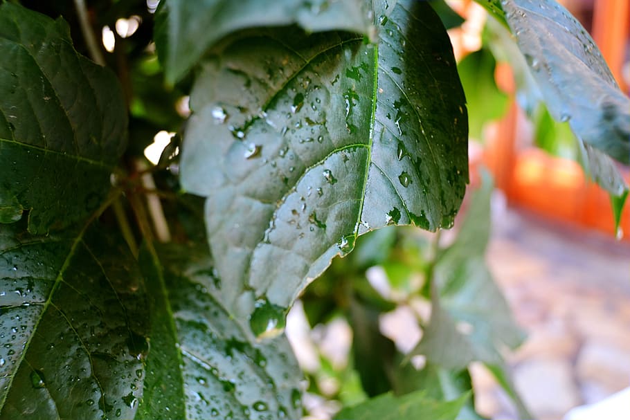 leaves, green, broken, leaf, plant part, growth, close-up, drop HD wallpaper