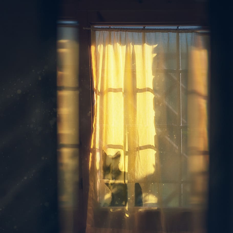 black cat on window, Inviting in the magic., sunray, light, silhouette HD wallpaper