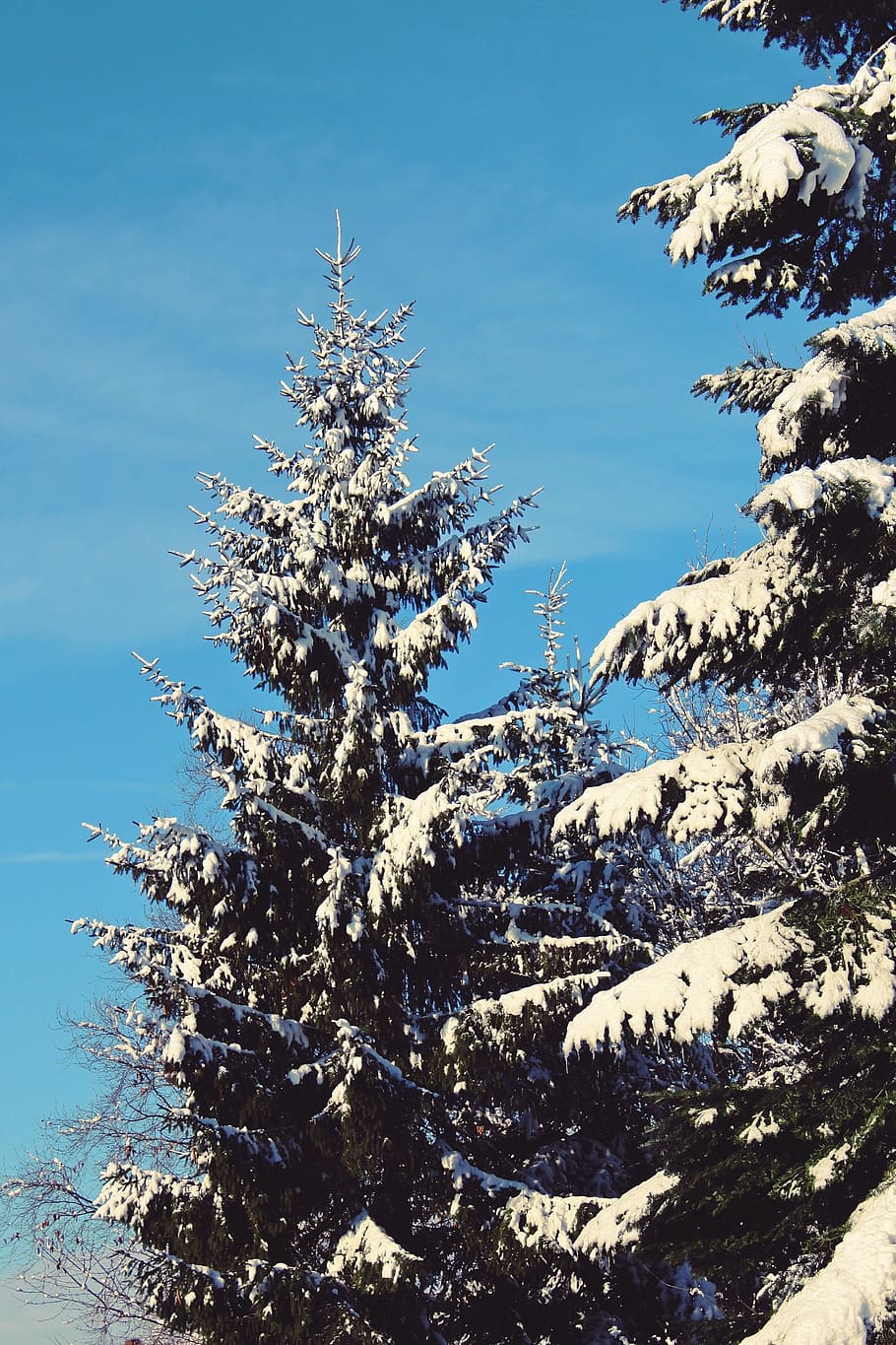 Winter, Snow, Tree, Wintry, White, Cold, forest, light, nature HD wallpaper