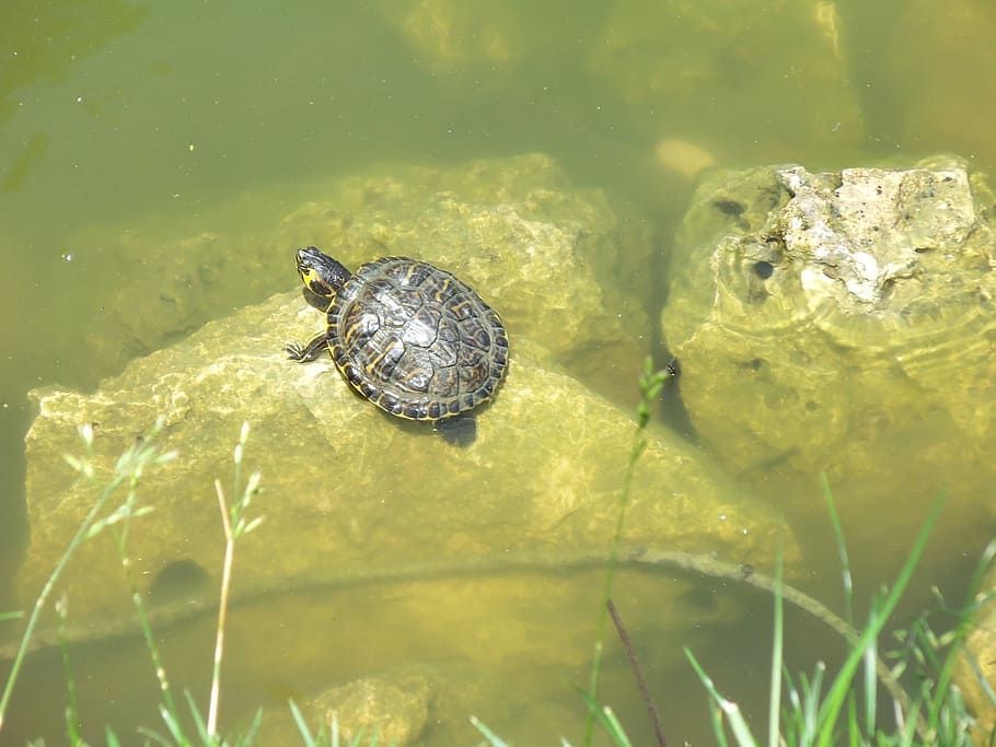 nature, pond, river, animal themes, animal wildlife, animals in the wild HD wallpaper