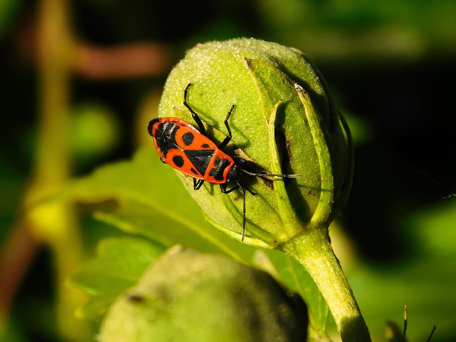 bug, fire bug, beetle, red, orange, insect, crawl, art, macro HD wallpaper