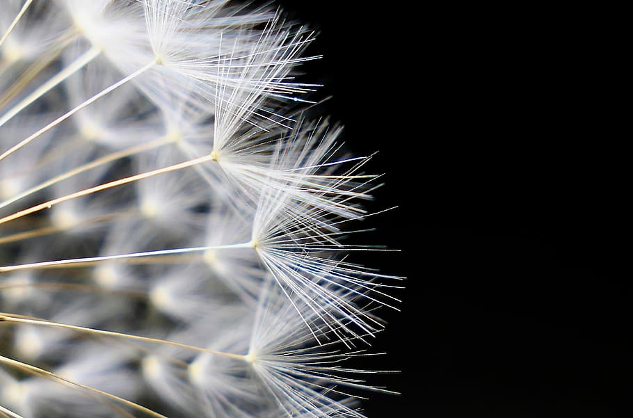 dandelion, nature, seeds, fluffy, bright, slightly, darkness, HD wallpaper