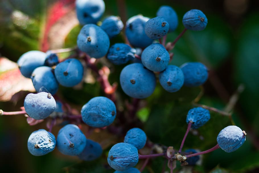 berry, blue, nature, fruit, food and drink, healthy eating HD wallpaper