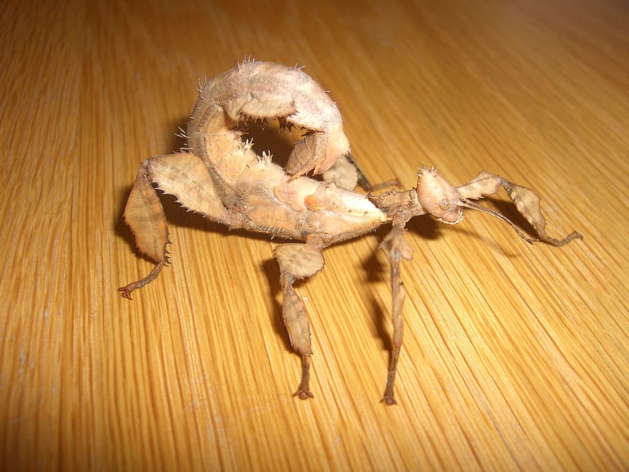 insect, brown, ghost insect, close, australia, australian, camouflage HD wallpaper