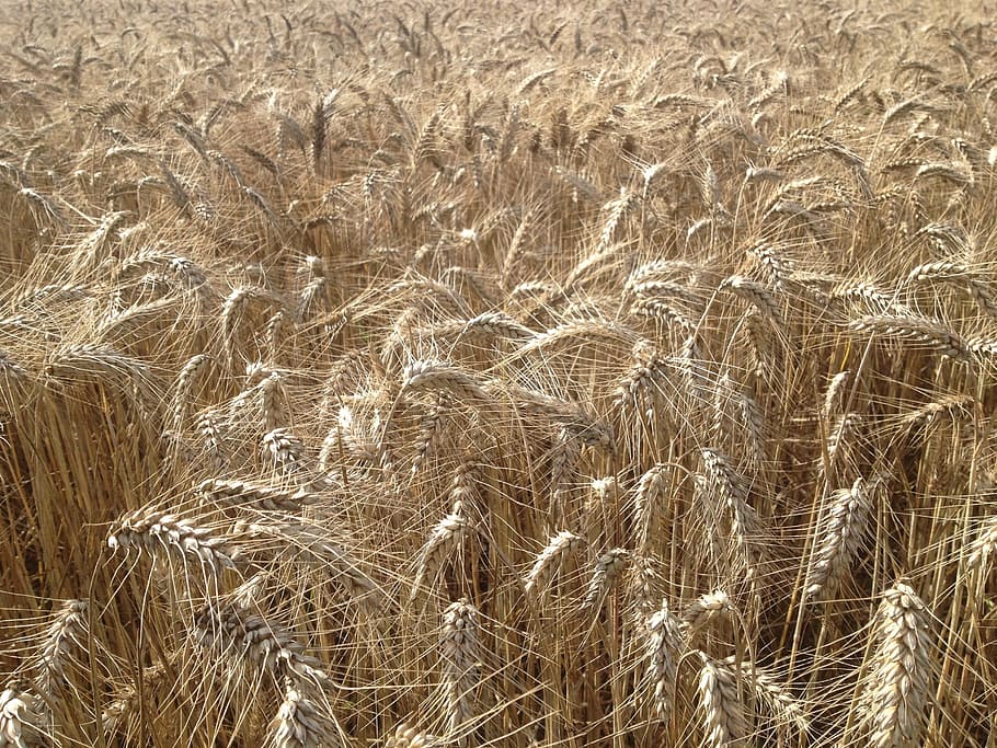 fields, wheat, cereals, agriculture, full frame, land, growth HD wallpaper