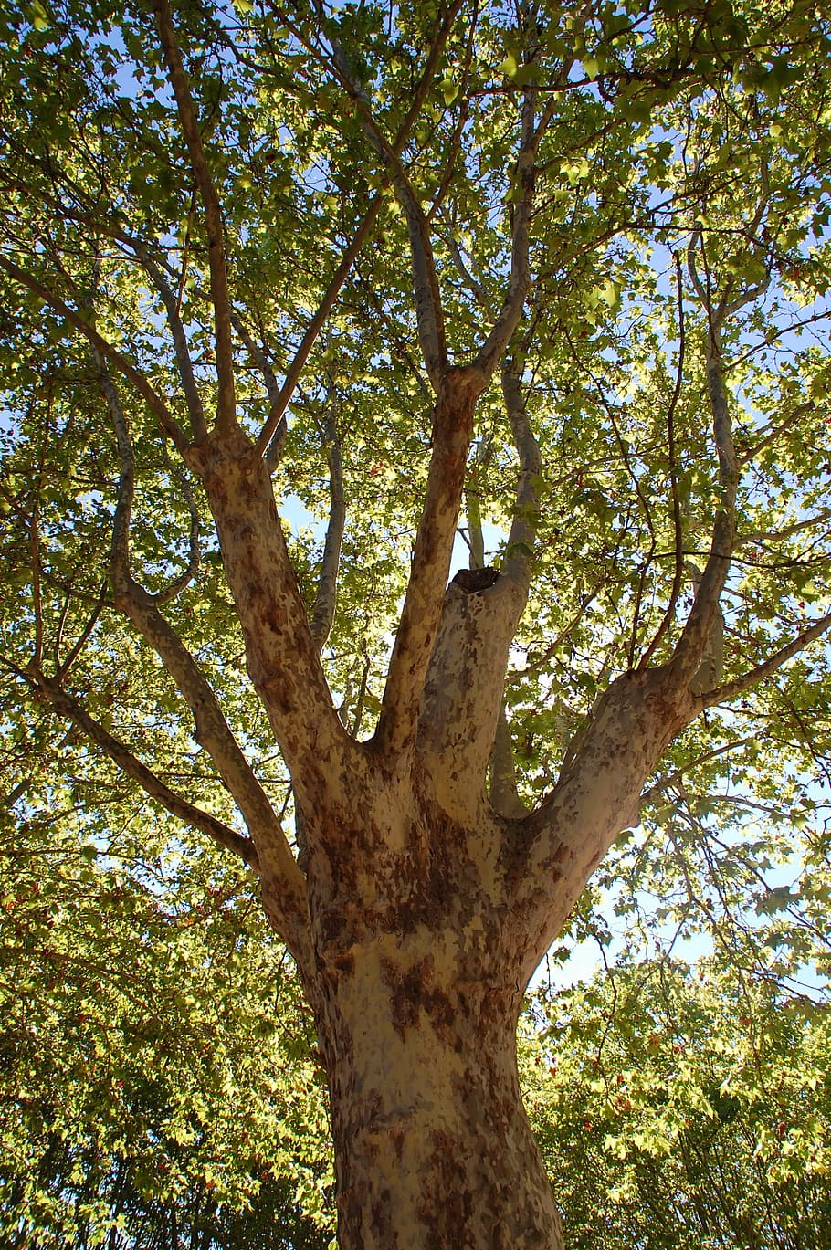 plane tree, nature, forest, outdoors, branch, leaf, plant, low angle view HD wallpaper